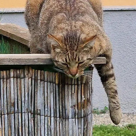 Voll Ausgestattet, Naehe Heiltherme Bad Waltersdorf Lägenhet *