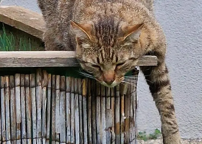 Voll Ausgestattet, Naehe Heiltherme Bad Waltersdorf 아파트 *